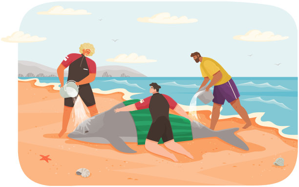 社会工作者在海滩上营救海豚。志愿者将水倒在动物身上，冷却下来，以节约图片下载