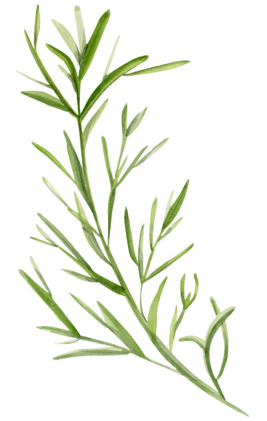 杜松叶的水彩画枝。图片下载