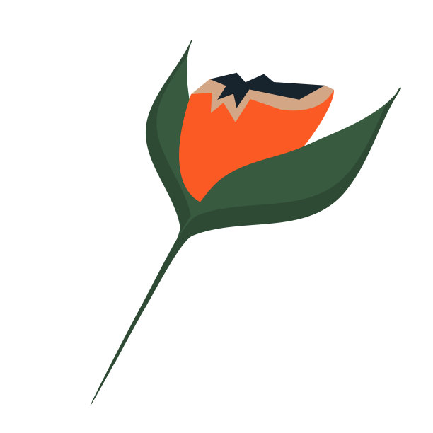 波西花孤立在白色背景上鲜艳图片下载