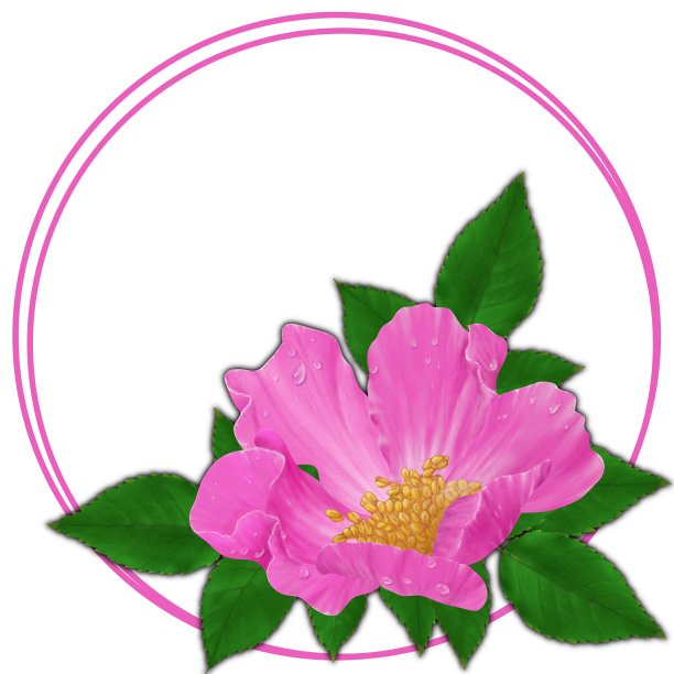 带露珠的粉红玫瑰果花图片下载