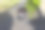 美丽的阴影覆盖超过50毫升香水瓶与空白白色标签和绿色树叶在绿色树叶的背景。香水瓶库存照片图片下载