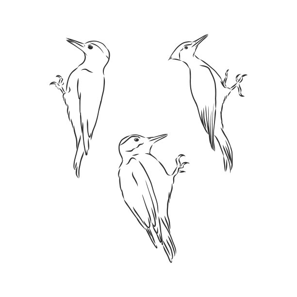 老树枝上的啄木鸟图片下载