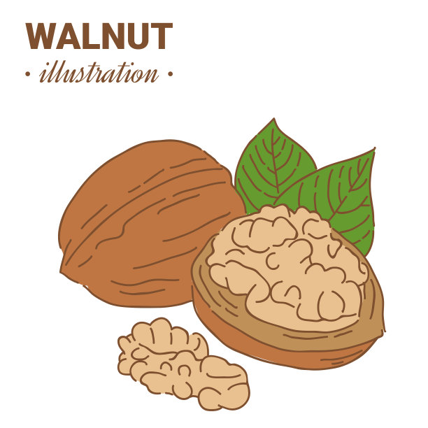 手绘素描风格核桃的颜色图片下载