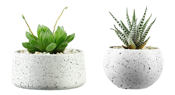 多汁的植物。两株绿色的小仙人掌在一个白色的背景孤立的花盆里。图片下载