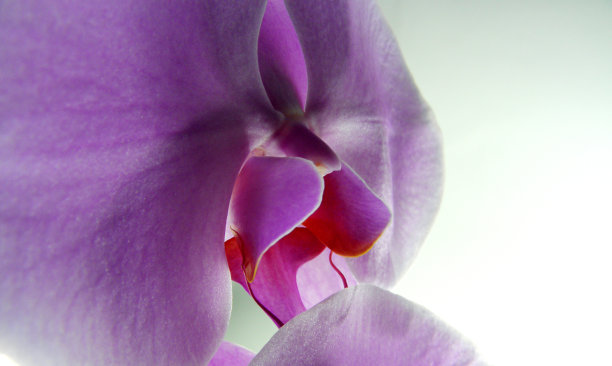 蝴蝶 兰图片下载