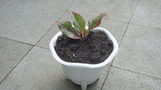 Aglinema种子图片下载