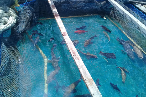 养鱼场中的石斑鱼图片下载