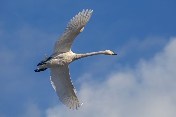 一只美丽的白天鹅在天空中飞翔。图片下载