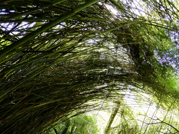 竹材自然弧形天花板图片下载