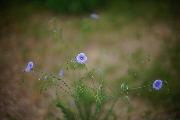 春天的花园里长着紫色的野花图片下载