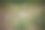 春天的花园里长着紫色的野花图片下载