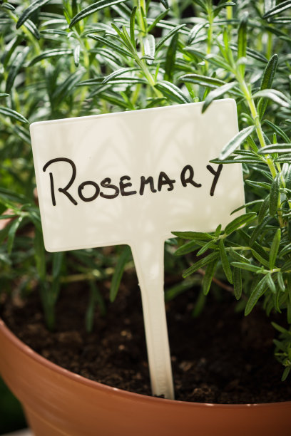 花盆与新鲜迷迭香药草生长和空标签。阳台居家园艺，乌布兰阳台生态生产图片下载