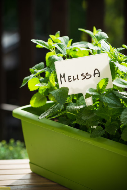 在生态生态家园城市花园的阳台上种植新鲜草药梅莉莎的花盆。新鲜农产品图片下载