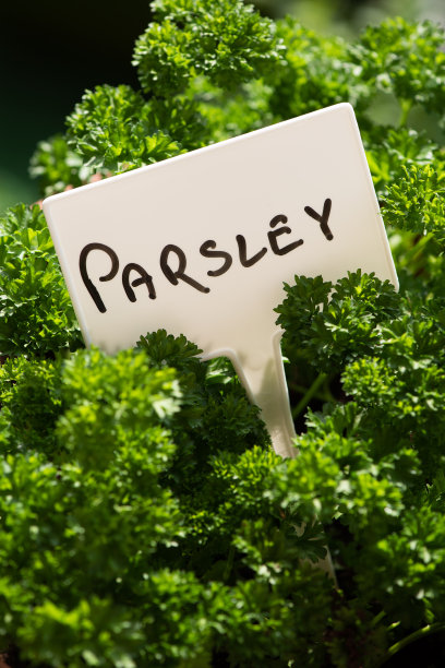新鲜的香菜草。近距离查看标签与欧芹名称图片下载