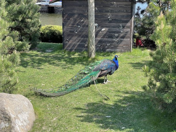 户外草地上的孔雀图片下载