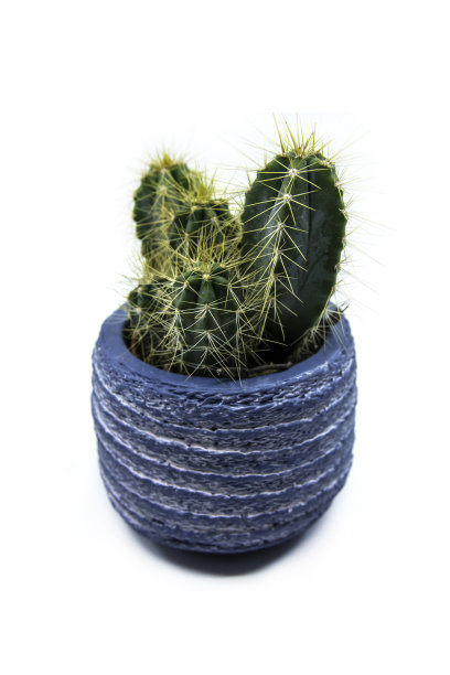 仙人掌科或星形植物图片下载