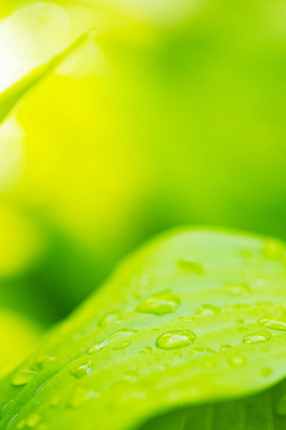 水珠落在绿叶上。大自然的绿叶与雨滴的背景。阳光下碧绿的玉簪叶。生态学的概念。有选择性的重点。本空间图片下载