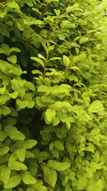 黄梅观赏植物图片下载