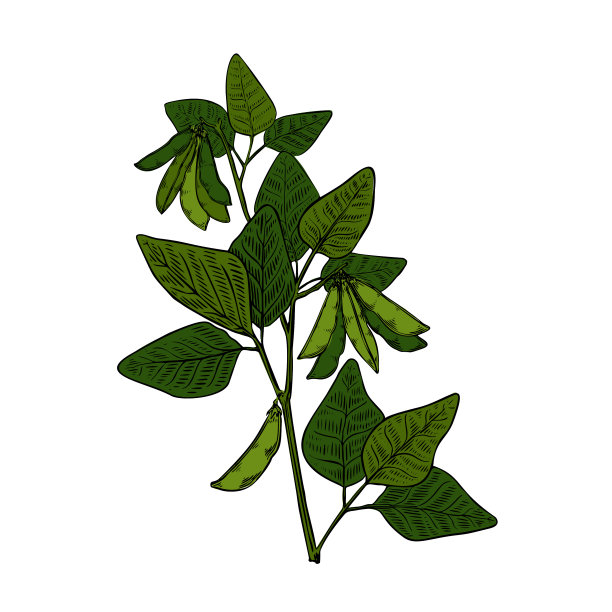 绿豆植物豆草在复古风格上图片下载