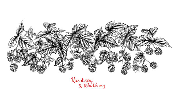 树莓和黑莓成熟的浆果在枝上图片下载