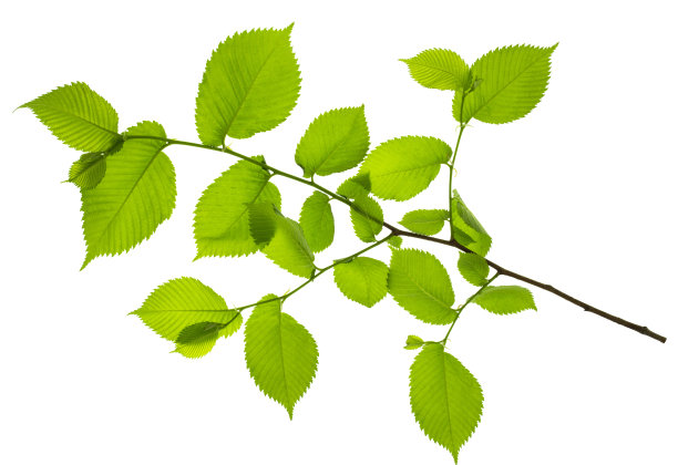 美丽绿叶的小树枝孤立在白色的背景上。植物元素装饰。模板设计图片下载