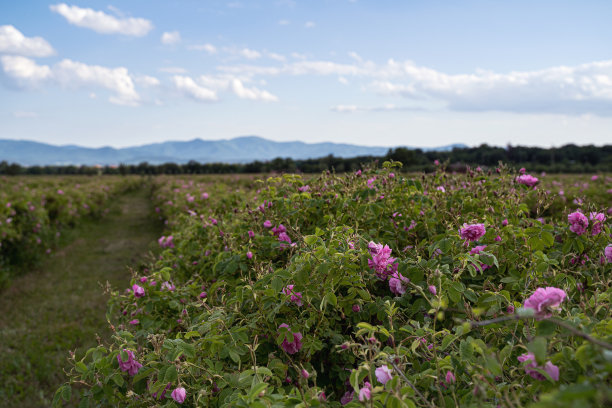 收获季节，种植园里成排的粉红色玫瑰图片下载