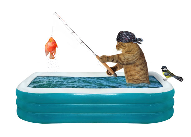 猫在充气游泳池钓鱼图片下载