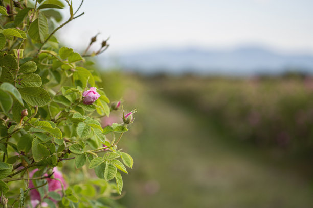 收获季节，种植园里成排的粉红色玫瑰图片下载