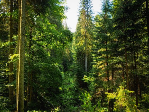 清晨的夏日森林郁郁葱葱。阳光明媚的针叶林。图片下载