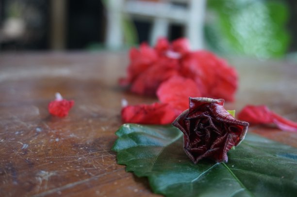 桌上有一朵红色的花图片下载