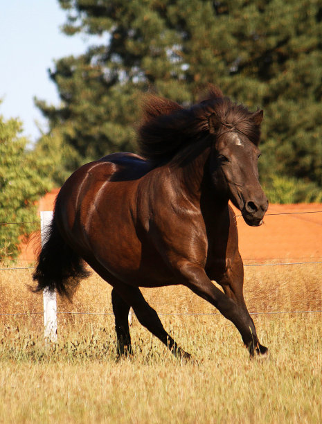 一匹深色的冰岛马在围场上奔跑图片下载