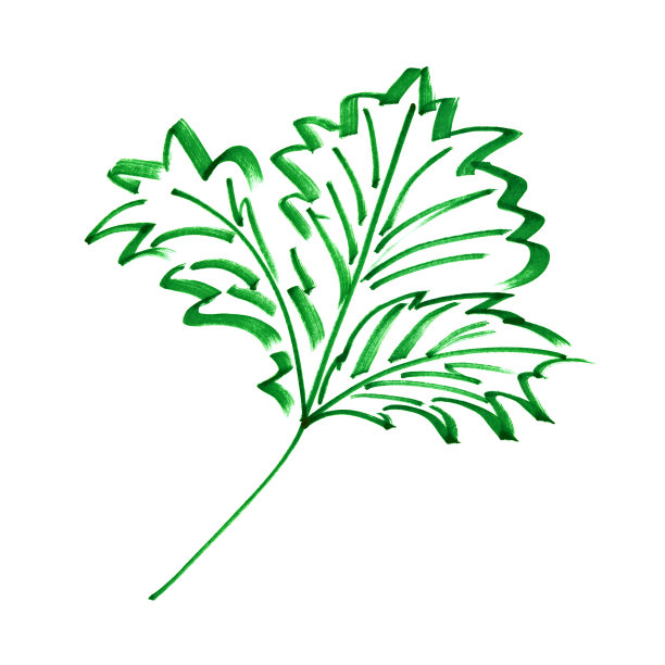 线条标记草绿手绘藤蔓叶子明亮的棕榈树图片下载