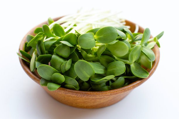 向日葵芽木碗，白色背景。图片下载