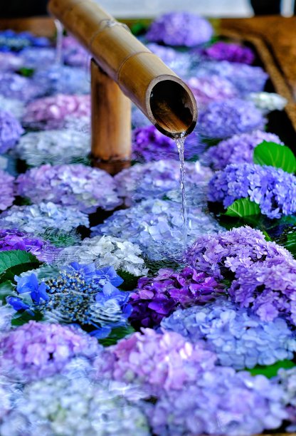 绣球花手浇水图片下载