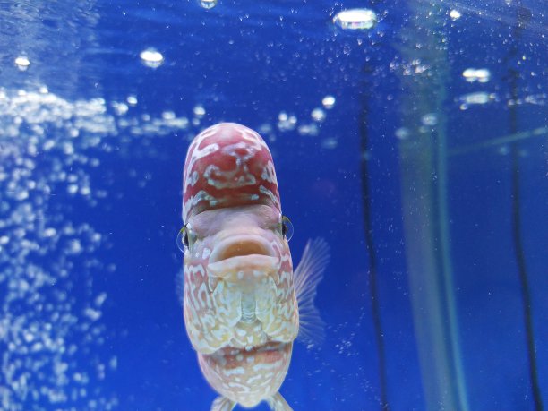 蓝色鱼缸里的鱼图片下载