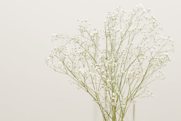 干满天星花。图片下载