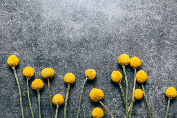 黄豆干花图片下载