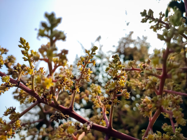 这是印度冬季早晨的芒果花特写微距拍摄。图片下载