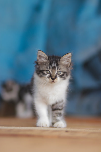 可爱的小猫与蓝色模糊的背景。小猫库存图片。图片下载