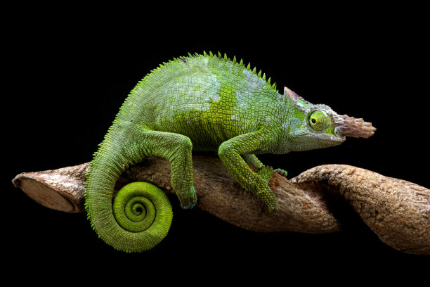 费希尔变色龙在树枝上图片下载