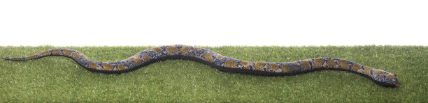 毛绒玩具蛇孤立在白色背景图片下载