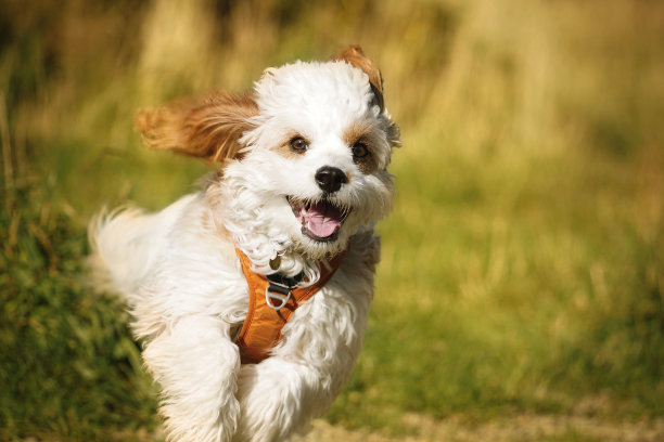 快乐的小狗图片下载