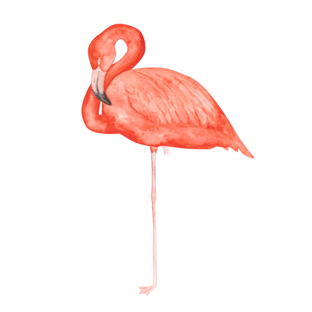 可爱的水彩火烈鸟孤立在白色的背景。手绘的粉红色热带鸟类剪贴画。插图的异国情调的动物为您的设计。五颜六色的火烈鸟一只腿。单一对象。图片下载
