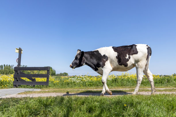 奶牛走在小路上，朝着一扇敞开的大门走去，在蓝天下的田野里吃着草叶图片下载