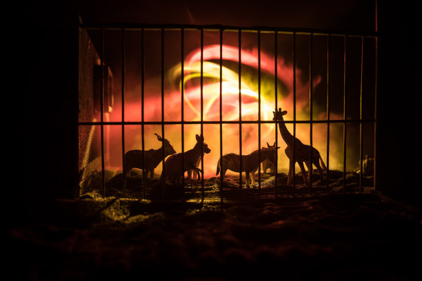 一群动物聚集在一个黑色背景和发光的白色射线。动物包括大象、斑马、熊和犀牛。用它作为动物园或朋友的概念。图片下载