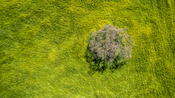 芥末和树的观点图片下载