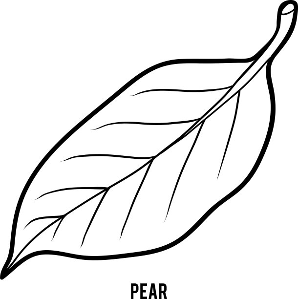 儿童涂色书梨叶图片下载