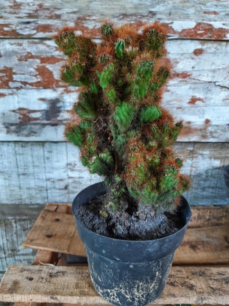 仙人掌图片下载