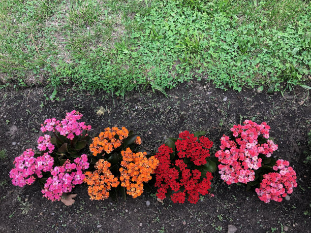 多色高凉菜属图片下载