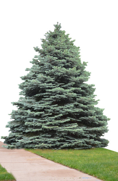 人行道上的一棵圣诞树图片下载